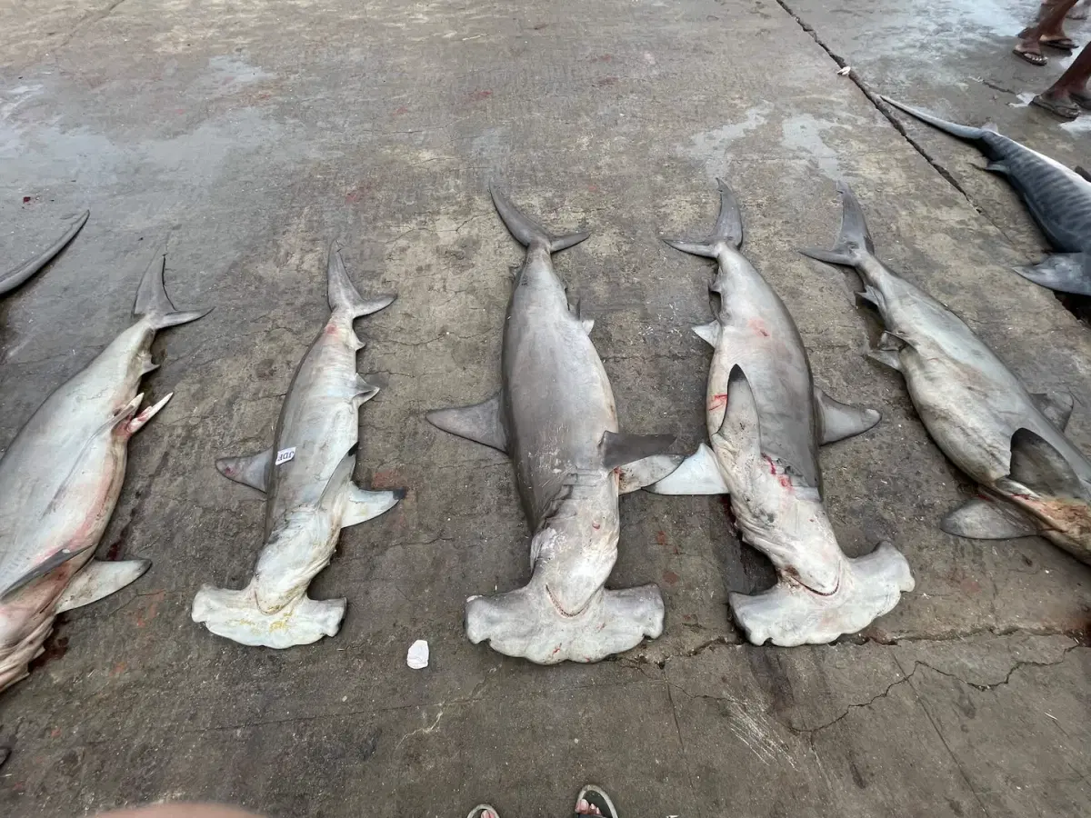Saving India's Critically Endangered Hammerhead Sharks