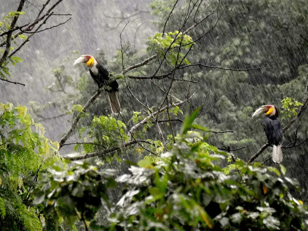 Hornbills, trees and people