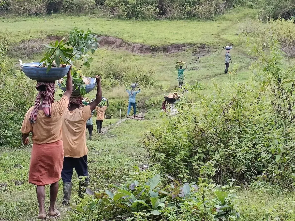 Eradication of Invasive species and restoration of forest & biodiversity