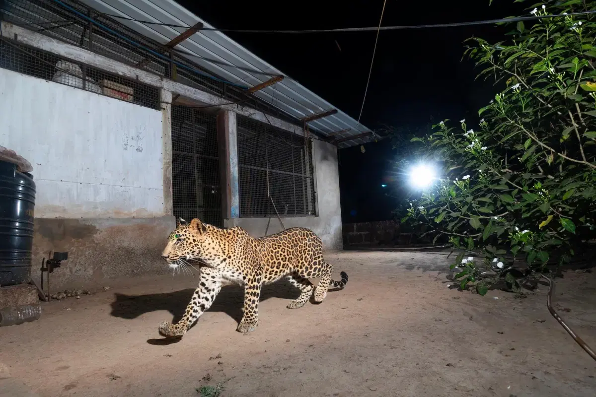 Friends of Leopard: Science, Community, and Conservation in Action