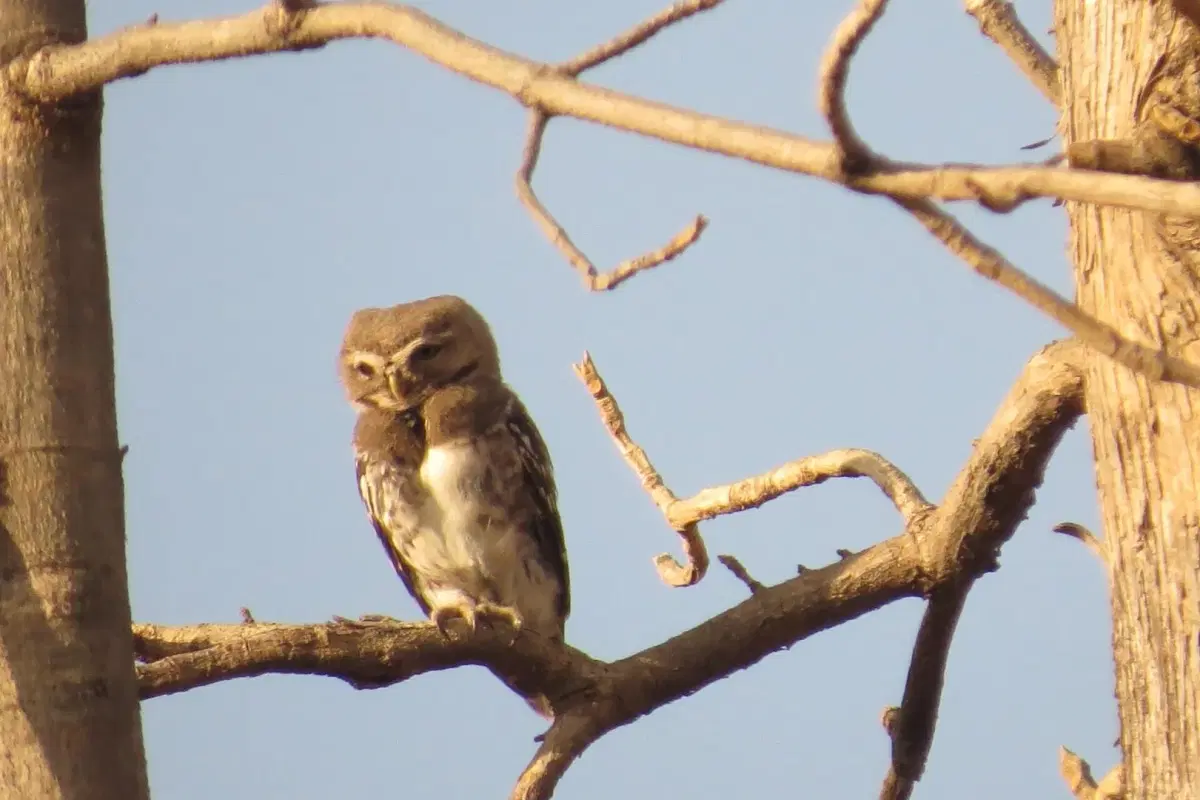 Climate-Friendly Cooking Practices Leading to Conservation of Raptors, particularly Forest Owlet