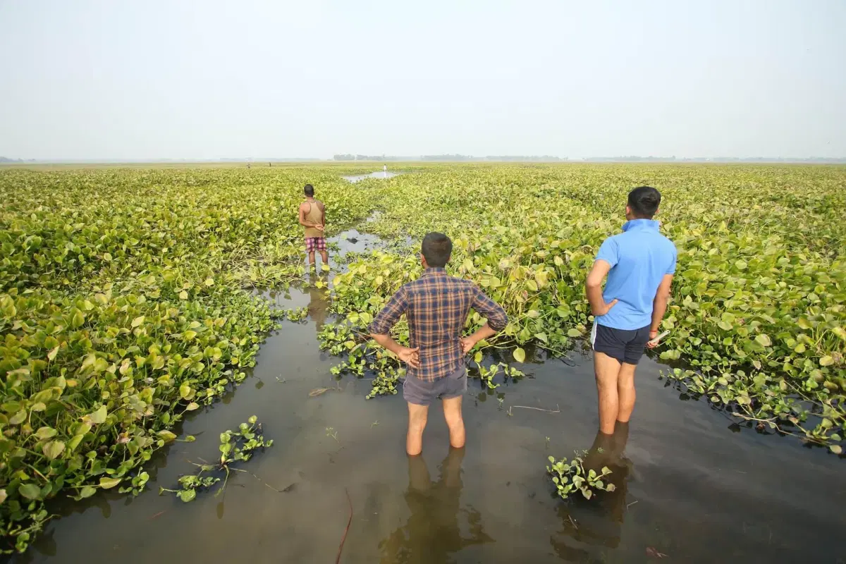 Community wellbeing and wetland conservation by addressing Water Hyacinth Invasion